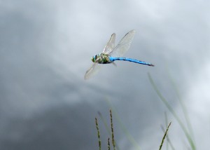 Male Emperor