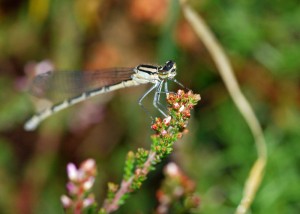 Common Blue Damselfly