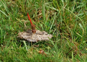 Male Common Darter