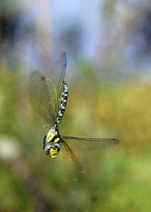 Male Southern Hawker