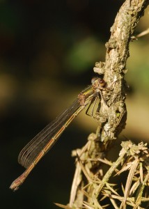 Female Emerald Damselfly