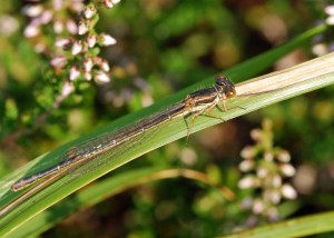 Female Small Red Damselfly