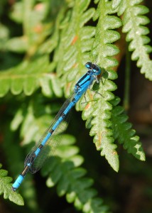 Male Common Blue Damselfly