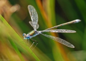 Male Emerald Damselfly