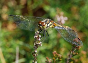 Black Darter