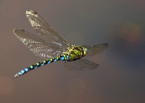 Male Southern Hawker