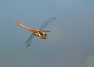 Male Common Darter