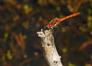 Male Common Darter