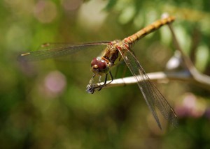 Male Common Darter