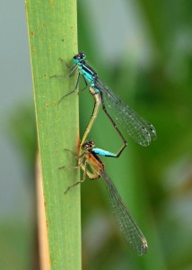 Blue-tailed Damselflies