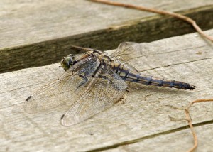 Female Black-tailed Skimmer