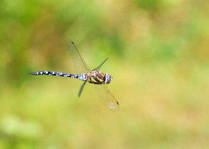 Male Southern Hawker