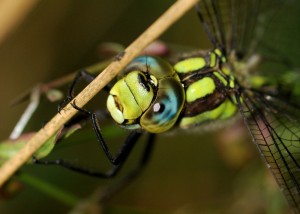 Male Southern Hawker