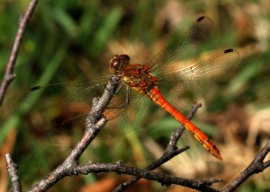 Male Common Darter