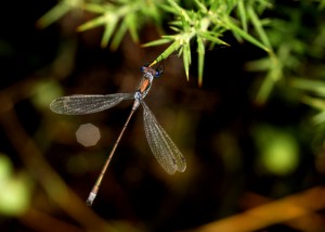 Female Emerald Damselfly