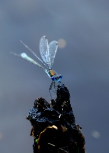 Male Emerald Damselfly