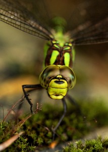 Female Southern Hawker