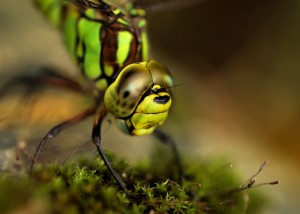 Female Southern Hawker