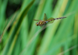 Male Brown Hawker