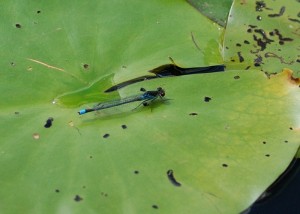 Red-eyed Damselfly