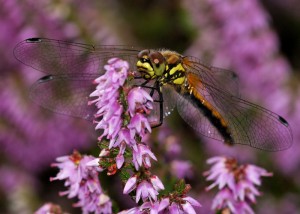 Female Black Darter