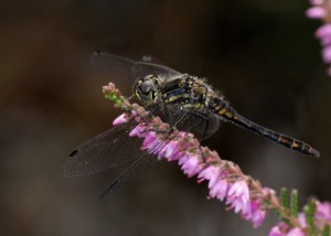 Male Black Darter