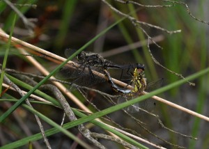 Black Darter Mating Wheel