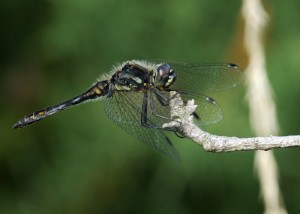 Male Black Darter