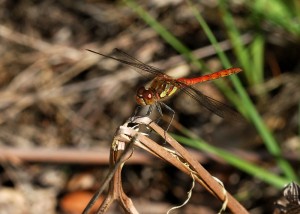 Male Common Darter