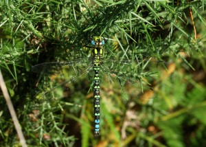 Male Southern Hawker