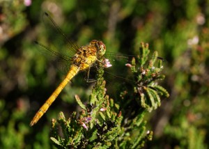 Female Common Darter