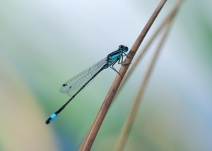 Male Blue-tailed Damselfly