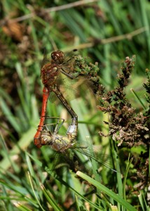 Mating Pair of Common Darters