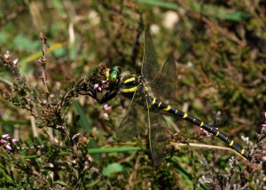 Golden-ringed Dragonfly