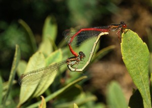 Mating Pair of Small Red Damselflies