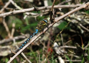 Male Southern Hawker