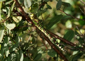 Female Southern Hawker