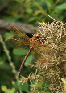 Female Brown Hawker