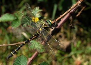 Golden-ringed Dragonfly