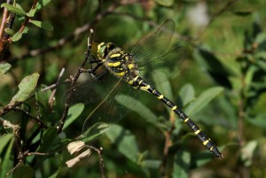 Golden-ringed Dragonfly