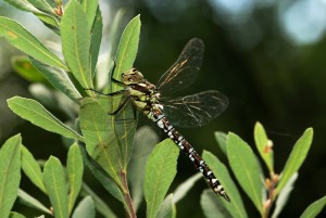 Male Migrant Hawker