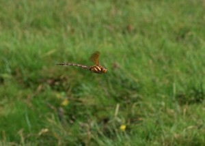 Male Brown Hawker