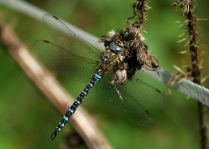 Male Migrant Hawker