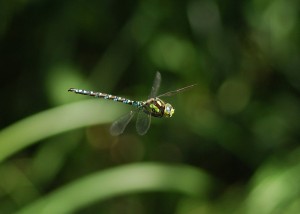 Male Southern Hawker