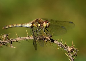 Female Common Darter