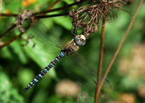 Male Migrant Hawker