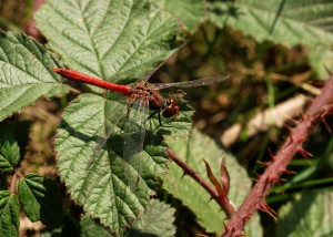 Male Ruddy Darter