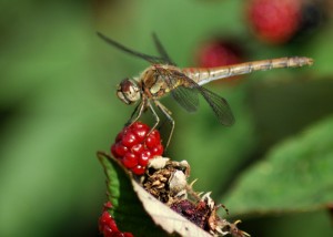 Female Common Darter