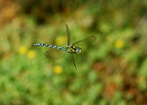 Male Southern Hawker