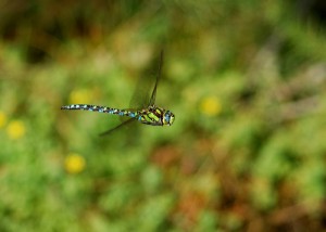 Male Southern Hawker